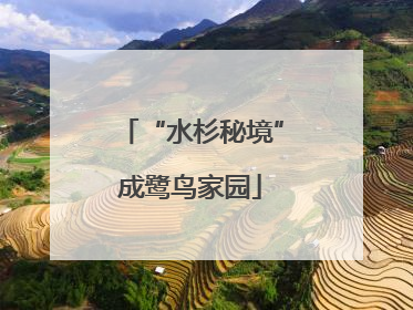 “水杉秘境”成鹭鸟家园