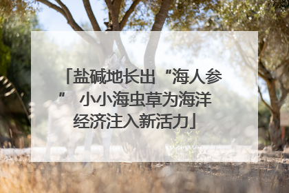 盐碱地长出“海人参” 小小海虫草为海洋经济注入新活力
