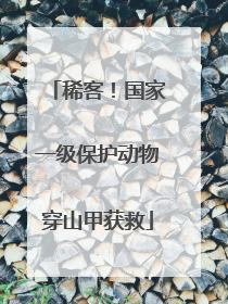 稀客！国家一级保护动物穿山甲获救