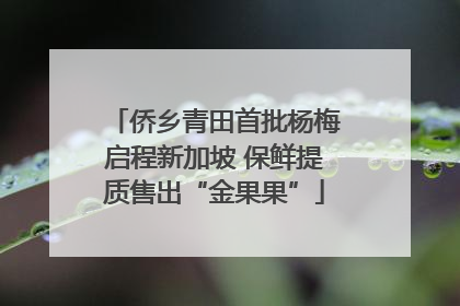 侨乡青田首批杨梅启程新加坡 保鲜提质售出“金果果”