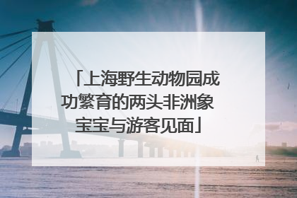 上海野生动物园成功繁育的两头非洲象宝宝与游客见面