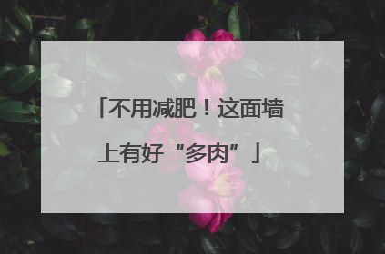 不用减肥！这面墙上有好“多肉”