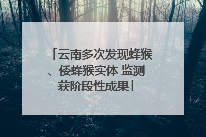 云南多次发现蜂猴、倭蜂猴实体 监测获阶段性成果