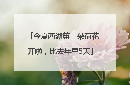 今夏西湖第一朵荷花开啦，比去年早5天