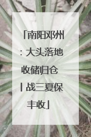 南阳邓州：大头落地 收储归仓丨战三夏保丰收