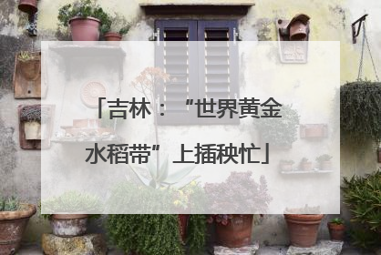吉林：“世界黄金水稻带”上插秧忙