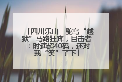 四川乐山一鸵鸟“越狱”马路狂奔，目击者：时速超40码，还对我“笑”了下