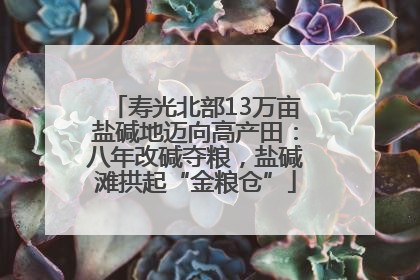 寿光北部13万亩盐碱地迈向高产田：八年改碱夺粮，盐碱滩拱起“金粮仓”