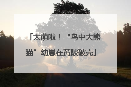 太萌啦！“鸟中大熊猫”幼崽在黄陂破壳