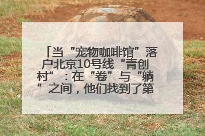 当“宠物咖啡馆”落户北京10号线“青创村”：在“卷”与“躺”之间，他们找到了第三种生活公式