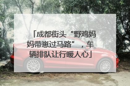 成都街头“野鸡妈妈带崽过马路”，车辆排队让行暖人心