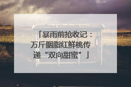 暴雨前抢收记：万斤胭脂红鲜桃传递“双向甜蜜”