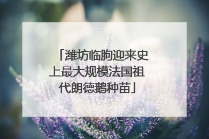 潍坊临朐迎来史上最大规模法国祖代朗德鹅种苗