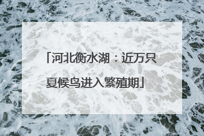 河北衡水湖：近万只夏候鸟进入繁殖期