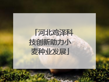 河北鸡泽科技创新助力小麦种业发展
