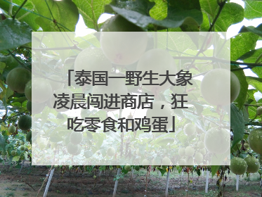 泰国一野生大象凌晨闯进商店，狂吃零食和鸡蛋
