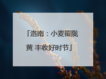 洛南：小麦覆陇黄 丰收好时节