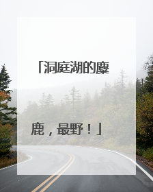 洞庭湖的麋鹿，最野！