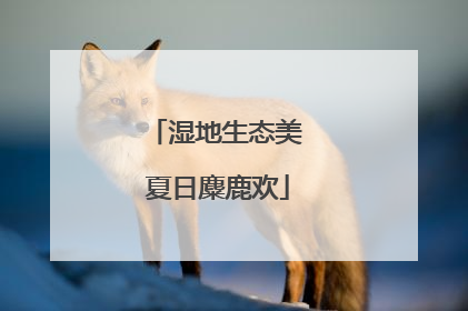 湿地生态美 夏日麋鹿欢