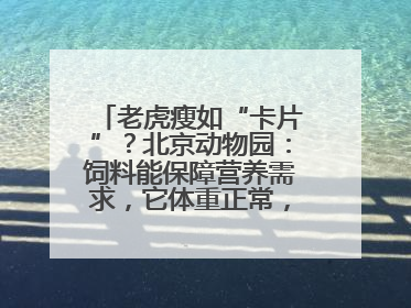 老虎瘦如“卡片”？北京动物园：饲料能保障营养需求，它体重正常，放心吧
