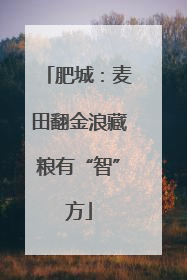 肥城：麦田翻金浪藏粮有“智”方