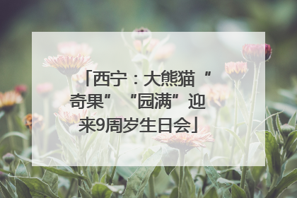 西宁：大熊猫“奇果”“园满”迎来9周岁生日会