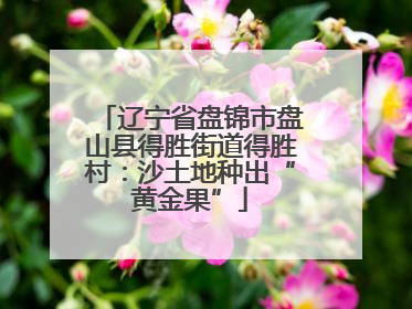 辽宁省盘锦市盘山县得胜街道得胜村：沙土地种出“黄金果”