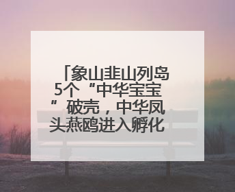 象山韭山列岛5个“中华宝宝”破壳，中华凤头燕鸥进入孵化育儿关键期