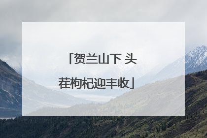贺兰山下 头茬枸杞迎丰收