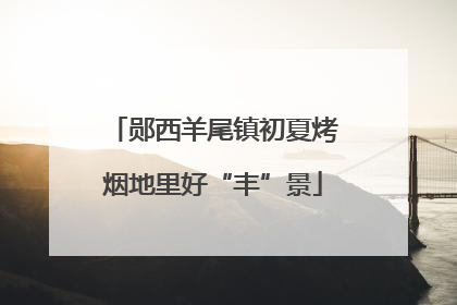 郧西羊尾镇初夏烤烟地里好“丰”景