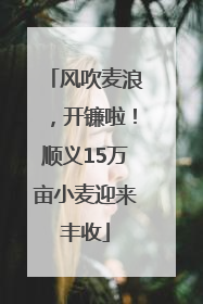 风吹麦浪，开镰啦！顺义15万亩小麦迎来丰收