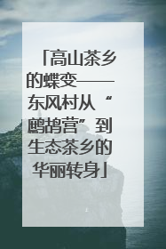高山茶乡的蝶变——东风村从“鹧鸪营”到生态茶乡的华丽转身